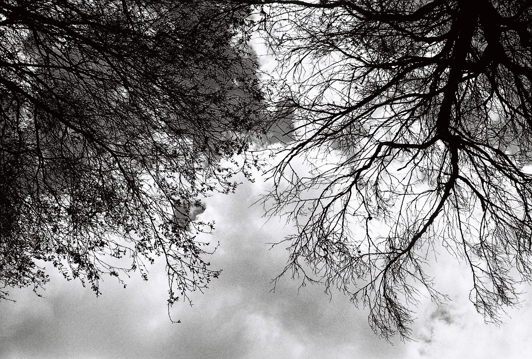 Wispy trees