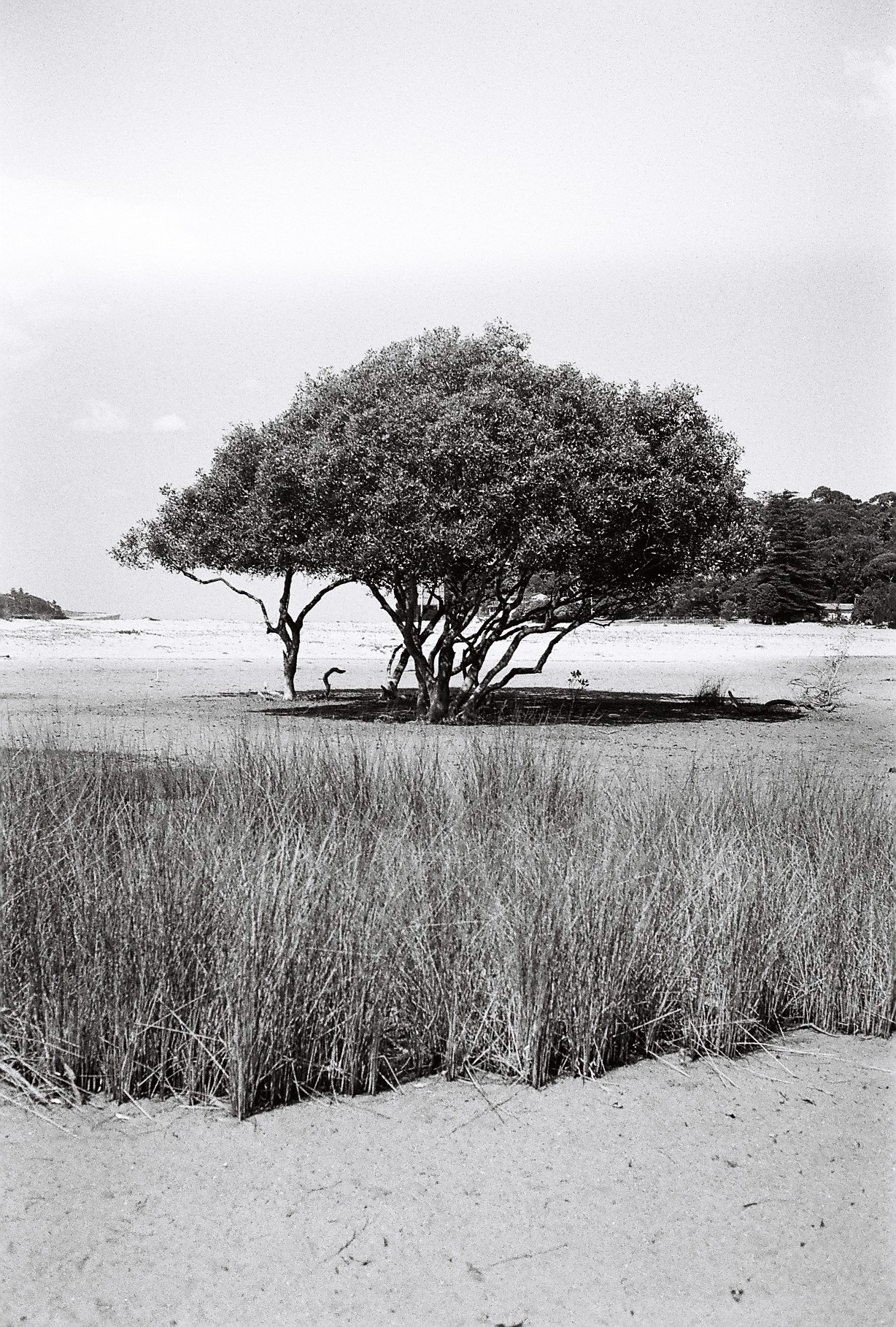 Mangrove