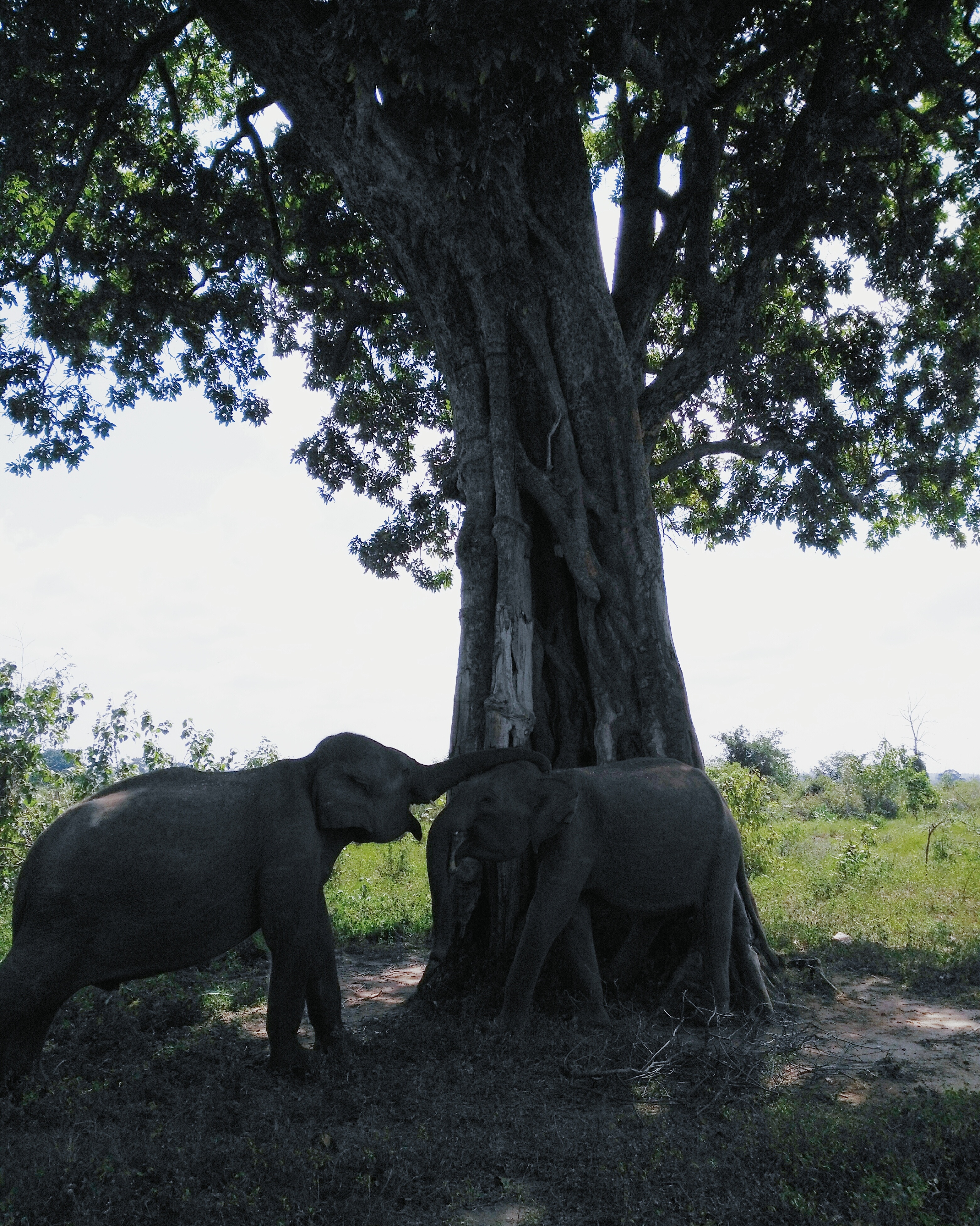 Elephants