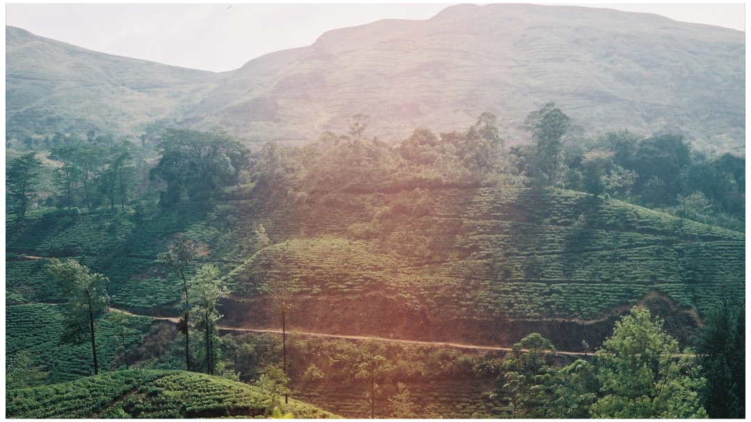 Tea plantation